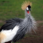 Gray Crowned-Crane